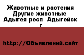 Животные и растения Другие животные. Адыгея респ.,Адыгейск г.